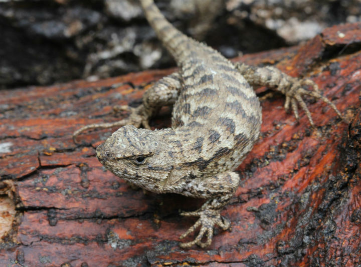 Coastal Fence Lizard